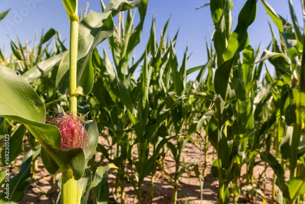 Fototapeta corn in the field in the summer of the year in clear weather, a large field with a good harvest of corn during the corn blooming, close up