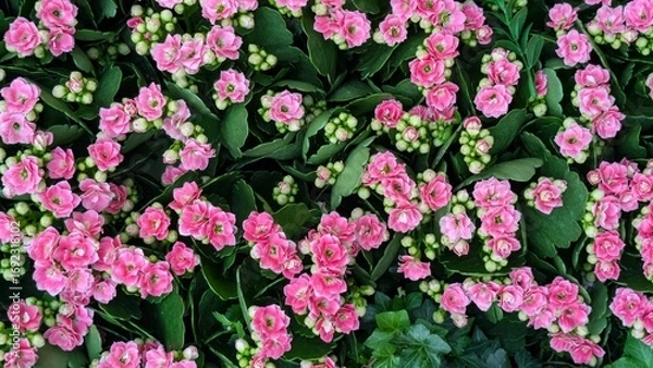 Obraz Pink Kalanchoe flowers background