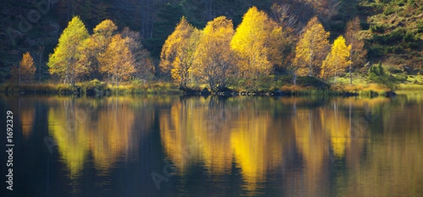 Obraz étang et reflets