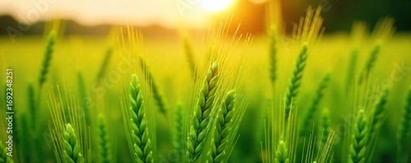 Fototapeta Golden hour sunlight bathes a lush green field of ripening wheat, swaying gently in the summer breeze A perfect image for harvest, agriculture, and summer themes , stems, nature, summer sun