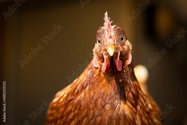Fototapeta Huhn