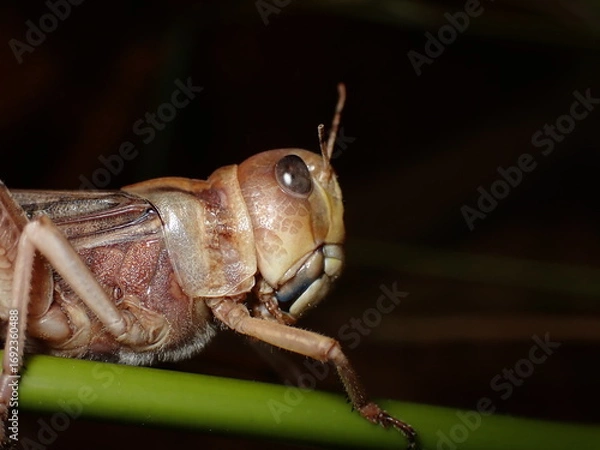 Obraz Migratory Locust (Locusta migratoria)