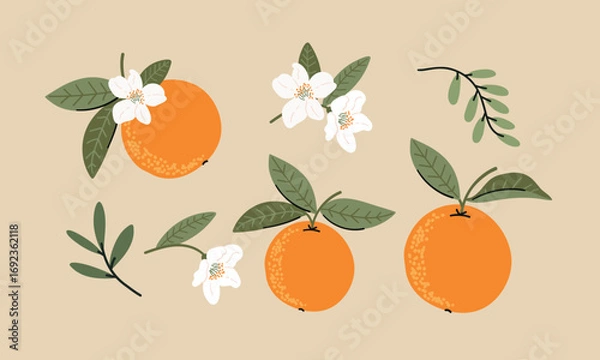 Fototapeta Set of oranges with leaves and flowers on beige background.vector hand drawing flat style