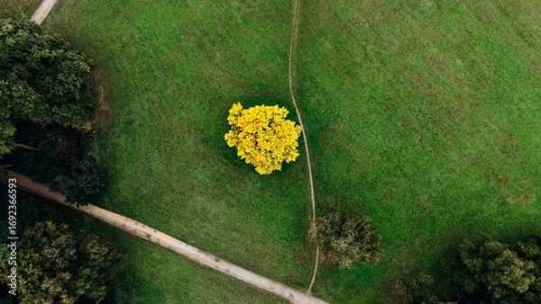 Fototapeta Aerial view of a bright yellow autumn tree standing out against a vast green meadow, intersected by walking paths and surrounded by patches of forest.