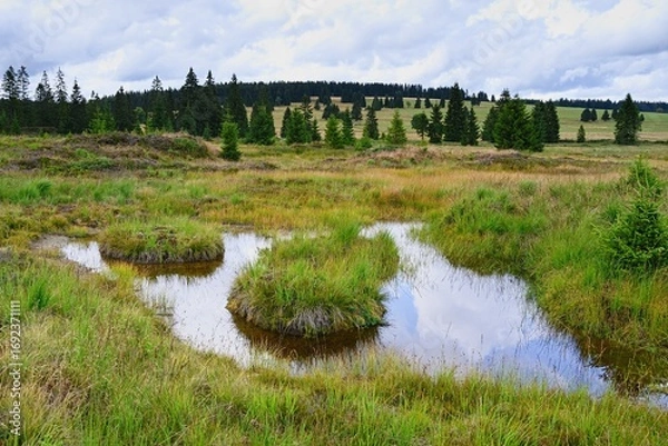 Obraz View of Ore mountains. Peat bog in Bozi Dar, Czech Republic, Europe.