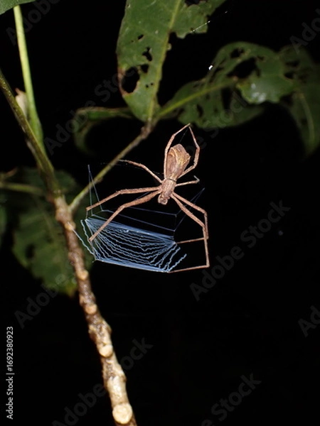 Obraz Hump-back spider (Menneus sp)