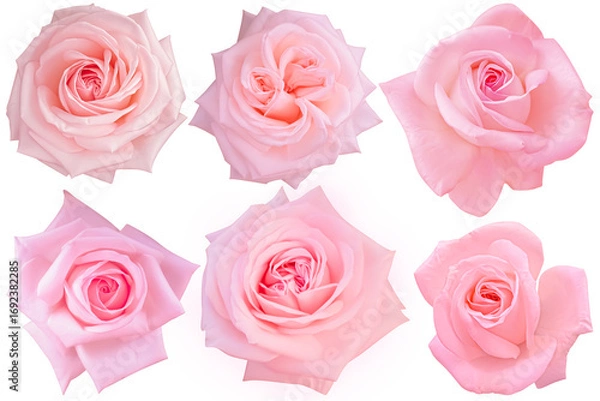 Fototapeta A collection of delicate pink roses, each bloom displaying soft petals unfolding in graceful layers, creating a sense of elegance and romance.Photo with clipping path.