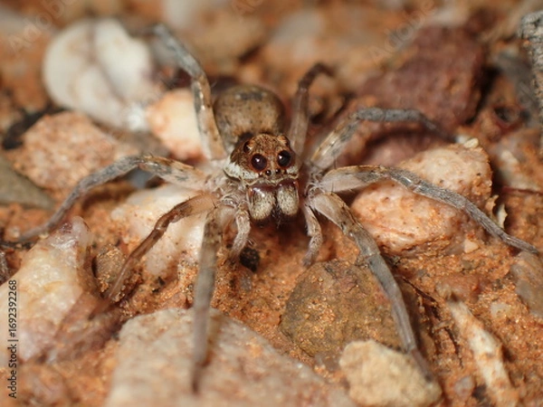 Obraz Wolf Spider