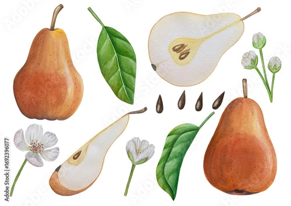 Obraz Sweet pears set watercolor illustration, fruits on isolated background, botanical painting. Ripe yellow pear with leaves and flowers
