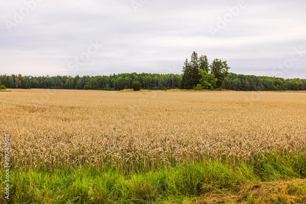 Fototapeta Golden wheat field ready for harvest stretches across rural plain against forest and cloudy sky background. Sweden.