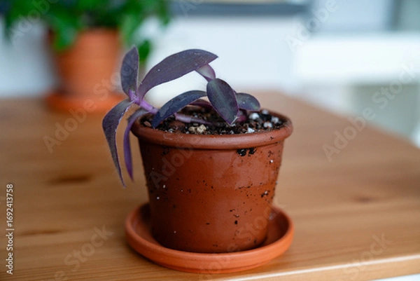 Fototapeta Robuste dreimasterblume in einem kleinen Topf, eine pflegeleichte Pflanze in Nahaufnahme