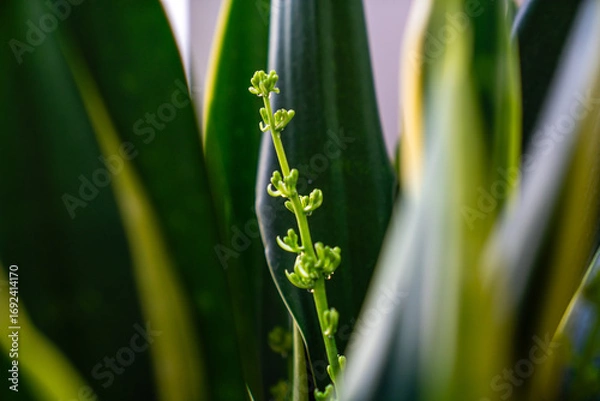 Fototapeta Eine Blüte der Bogenhanf-Pflanze schiebt sich zwischen den grünen Blättern hervor, ein Zeichen des Wachstums