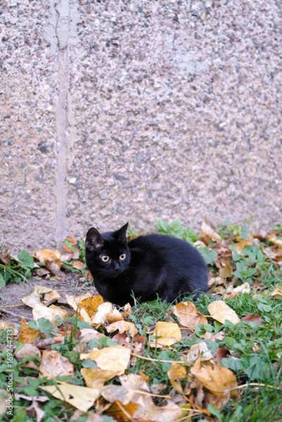 Fototapeta Black cat sits on the ground in autumn, surrounded by fallen orange leaves against the background of a concrete house wall. The approach of autumn and cold weather. Vertical banner with copy space