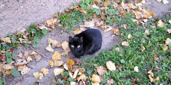 Fototapeta A black cat sits on the ground in autumn surrounded by fallen orange leaves. The approach of the autumn season and cold weather. Caring for animals. Panoramic banner with copy space