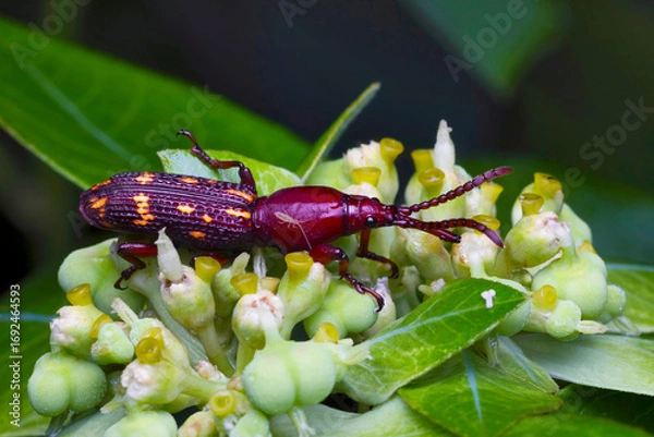 Fototapeta Brentidae, globally distributed and primarily wood-eating beetles, are also known as straight-snouted weevils.