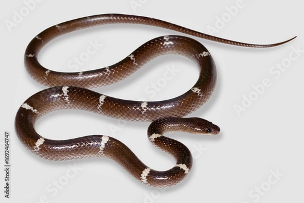 Obraz The nonvenomous Zaw's wolf snake (Lycodon zawi), from the Colubridae family, is indigenous to South Asia and Southeast Asia.