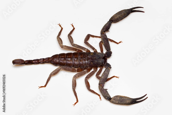 Fototapeta A Scorpiops longimanus, also known as an Asian forest scorpion or Black Emperor Scorpion, captured in North-East India.