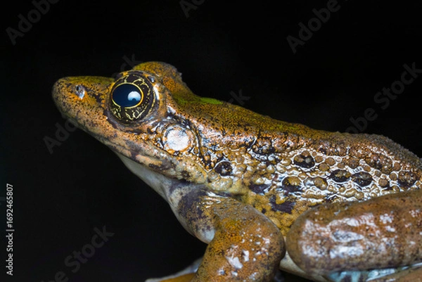 Fototapeta Detailed macro shot of the Mawphlang frog (Odorrana mawphlangensis).