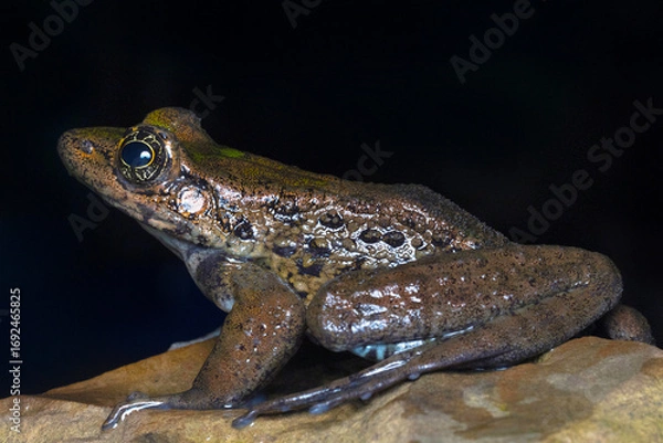 Fototapeta Odorrana mawphlangensis, a Ranidae family frog species, is endemic to northeastern India, potentially extending to Bhutan and Nepal.