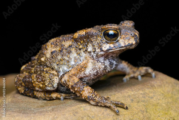 Fototapeta Specimen of Duttaphrynus (a genus of true toads), found in the Indo-Burma region, specifically the intersection of India and Myanmar.