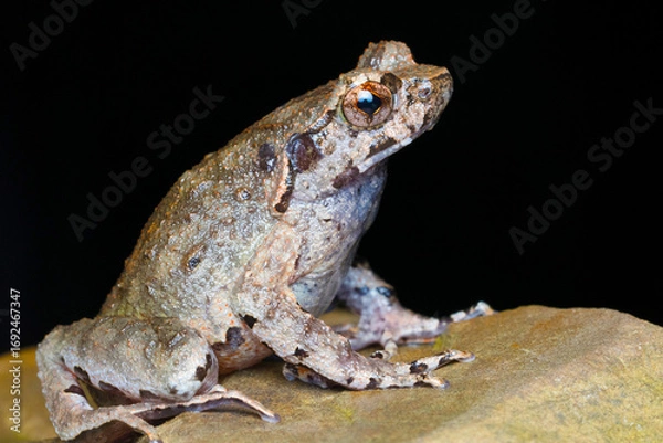 Fototapeta A specimen of Xenophrys (Megophrys) species, a unique amphibian native to the Indo-Burma biodiversity hotspot.