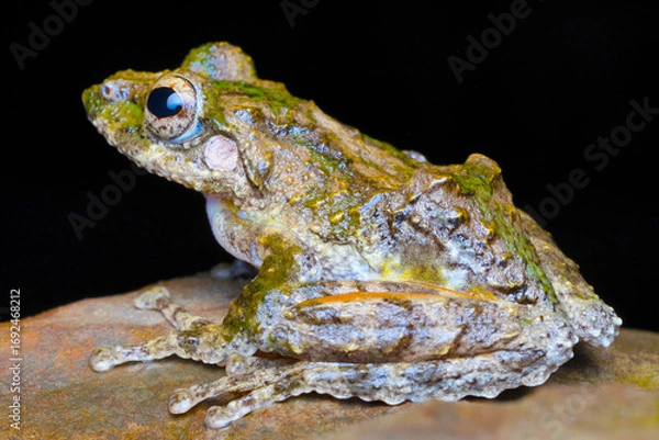 Fototapeta A vibrant Polypedates leucomystax, commonly known as the Asian tree frog, captured in the rich Indo-Burma biodiversity hotspot.