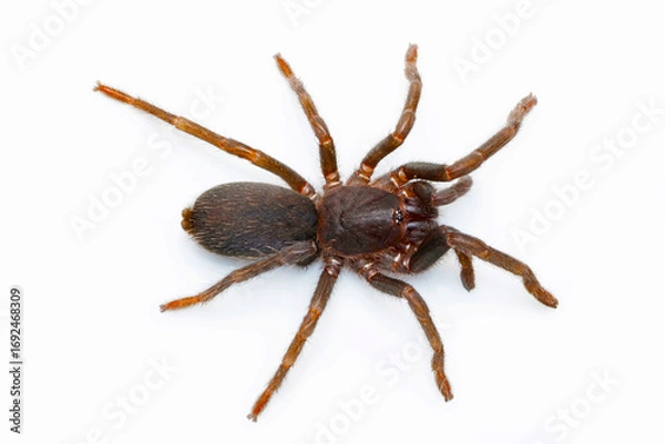 Fototapeta Indo-Burmese Chilobrachys species, a type of tarantula found predominantly in the Indo-Burma region.