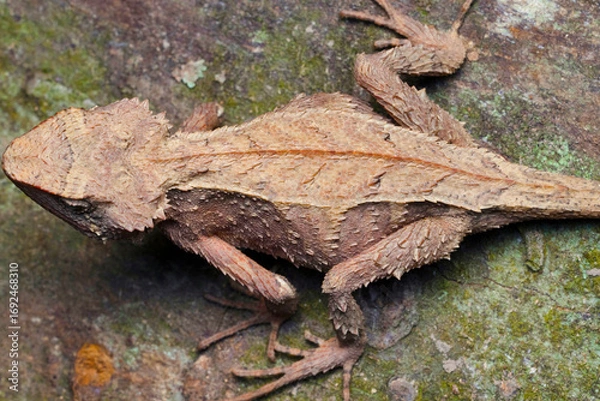 Fototapeta A photograph of Japalura otai, a lizard species, captured in its natural habitat in Mizoram, India.