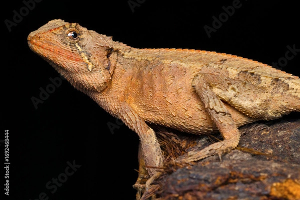 Fototapeta A Japalura otai, a species of agamid lizard, photographed in its natural habitat in Mizoram, India.