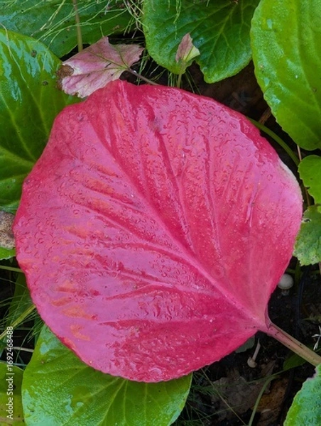 Fototapeta Red wet leaf of autumn bergenia.