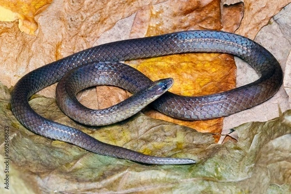 Fototapeta Blythia reticulata, a species of non-venomous snake, captured in the lush regions of North-East India.