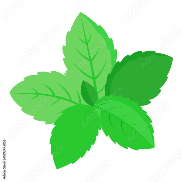 Obraz mint isolated on white background