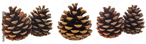 Obraz 松ぼっくりのパーツ素材写真