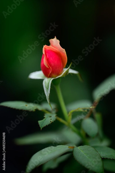 Fototapeta red rose on black background