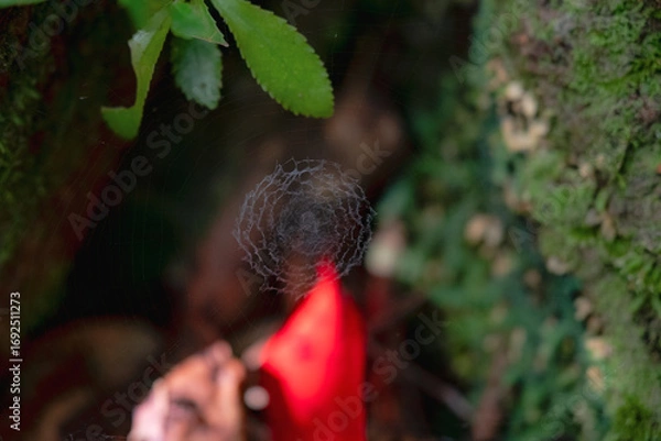 Fototapeta 日本の風景