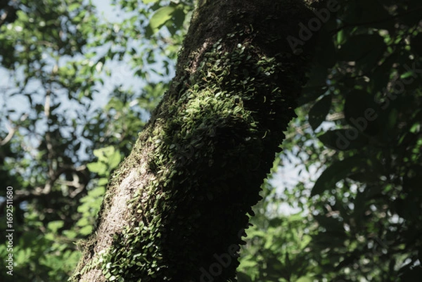 Fototapeta 日本の風景