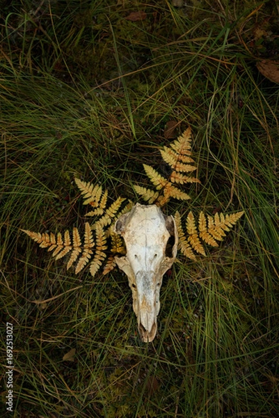 Fototapeta animal skull and fern leaves in forest, natural dark background. autumn season. symbol of death, terrible, scary. Samhain, Halloween holidays. mystery atmosphere, witchcraft, magic ritual. top view