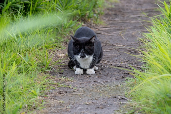 Fototapeta 日本の猫