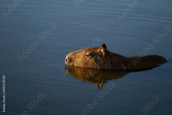 Fototapeta Close-up of a capybara partially submerged while swimming in calm blue water, with warm light highlighting its fur and serene reflection on the surface