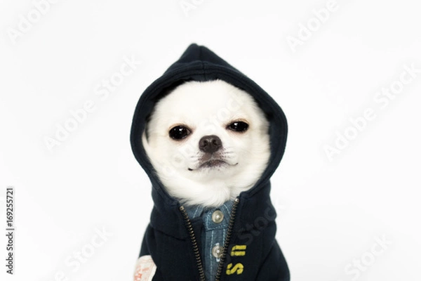 Obraz やんちゃなチワワ