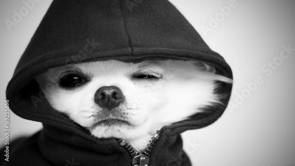 Obraz Modelowa Chiwawa 2