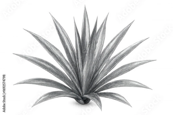 Fototapeta Pencil drawing of an agave plant isolated on transparent background, creating a natural and artistic element