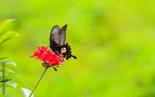 Obraz butterfly and flower on green background