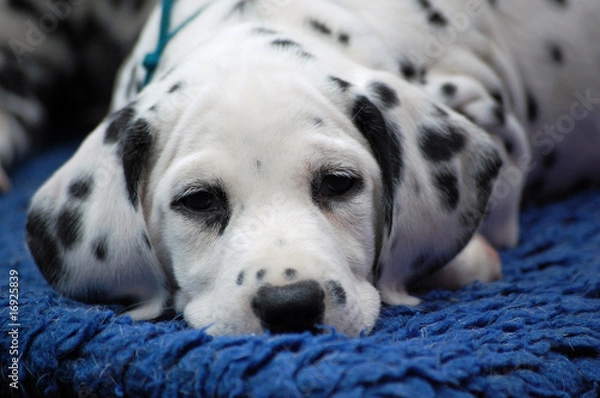 Obraz Dalmatinerwelpe