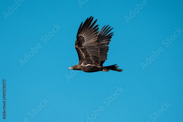 Fototapeta flying wedgetail eagle in a nest in a gum tree in australia