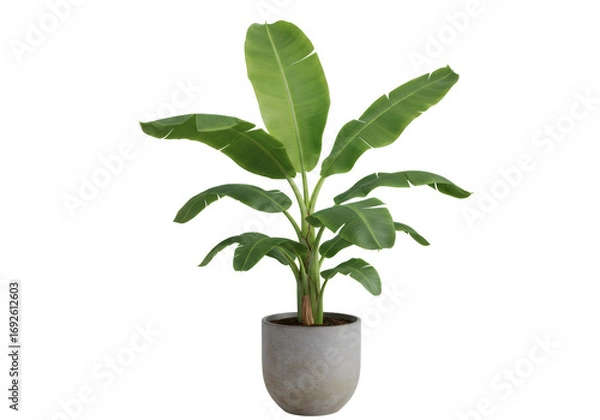 Obraz 透明背景に配置された緑の葉を持つ鉢植えの観葉植物 庭の装飾用の明るい色の自然な木のクローズアップビュー