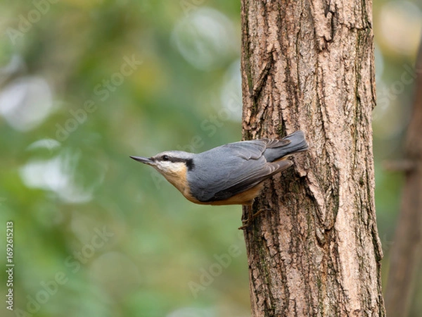 Obraz Nuthatch, Sitta europaea