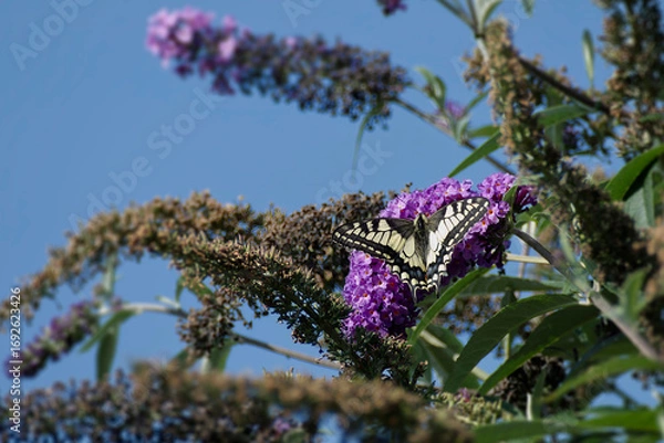 Fototapeta Old World Swallowtail or common yellow swallowtail (Papilio machaon) sitting on summer lilac in Zurich, Switzerland