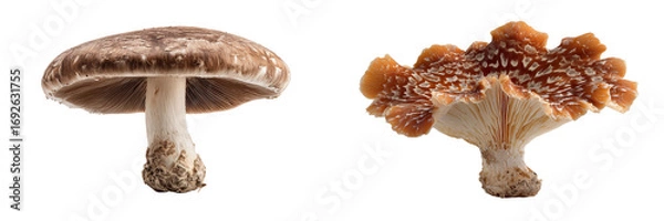 Fototapeta Set of a mushroom isolated on transparent background.