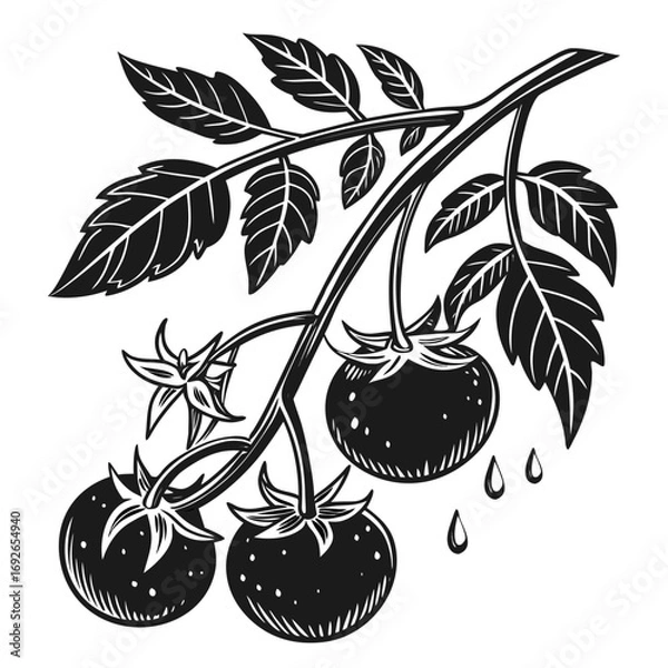 Obraz vector illustration of a cherry